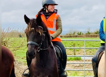 Connemara, Mare, 4 years, 14,3 hh, Black