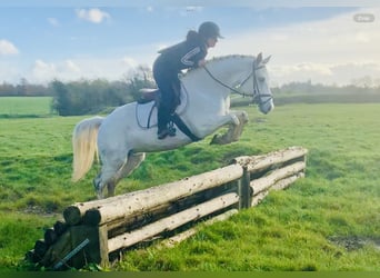 Connemara, Mare, 4 years, 14.3 hh, Gray