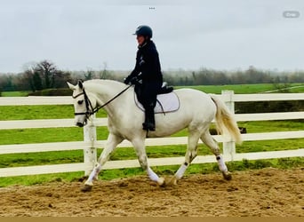 Connemara, Mare, 4 years, 14.3 hh, Gray