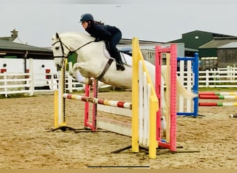 Connemara, Mare, 4 years, 14.3 hh, Gray
