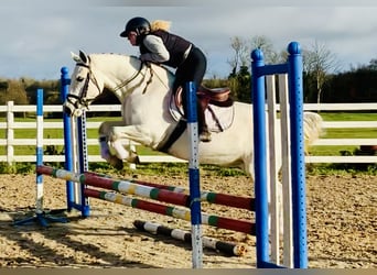 Connemara, Mare, 4 years, 14.3 hh, Gray