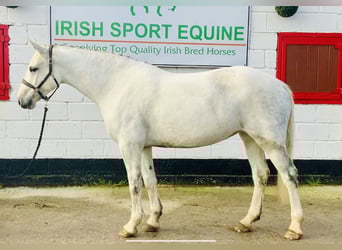 Connemara, Mare, 4 years, 14.3 hh, Gray