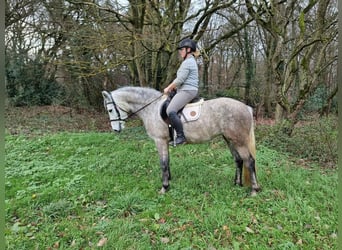 Connemara, Mare, 4 years, 14.3 hh, Grey-Dark-Tan