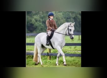 Connemara, Mare, 4 years, 14.3 hh, Grey Connemara, Mare, 4 years, 14.3 hh, Grey