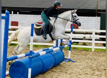 Connemara, Mare, 4 years, 14.3 hh, Grey Connemara, Mare, 4 years, 14.3 hh, Grey
