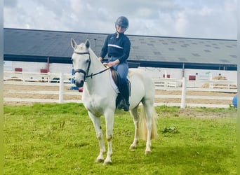 Connemara, Mare, 4 years, 14.3 hh, Grey Connemara, Mare, 4 years, 14.3 hh, Grey