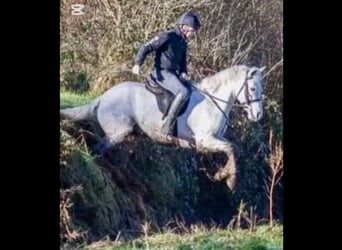 Connemara, Mare, 4 years, 14.3 hh, Grey Connemara, Mare, 4 years, 14.3 hh, Grey