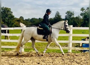 Connemara, Mare, 4 years, 14.3 hh, Grey Connemara, Mare, 4 years, 14.3 hh, Grey