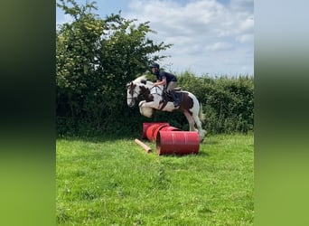 Connemara, Mare, 4 years, 14 hh, Bay