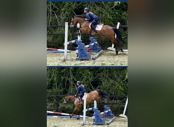Connemara, Mare, 4 years, 14 hh, Bay