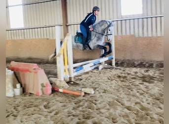 Connemara, Mare, 4 years, 14 hh, Gray