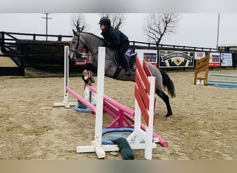 Connemara, Mare, 4 years, 14 hh, Gray