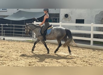Connemara, Mare, 4 years, 14 hh, Grey-Blue-Tan