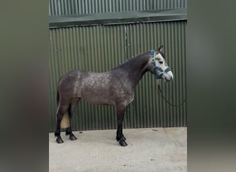 Connemara, Mare, 4 years, 14 hh, Grey-Dapple