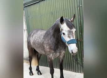 Connemara, Mare, 4 years, 14 hh, Grey-Dapple