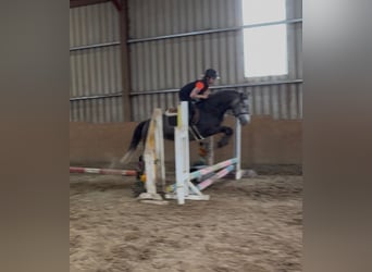 Connemara, Mare, 4 years, 14 hh, Grey-Dapple