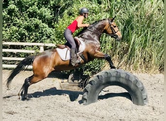 Connemara, Mare, 4 years, 14,1 hh, Brown