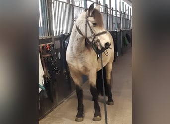 Connemara, Mare, 4 years, 14,1 hh, Buckskin