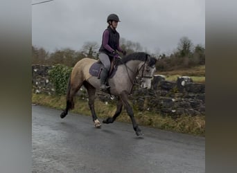 Connemara, Mare, 4 years, 14,1 hh, Dun