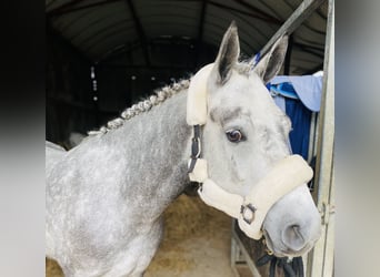 Connemara, Mare, 4 years, 14,1 hh, Gray-Dapple