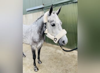 Connemara, Mare, 4 years, 14,1 hh, Gray-Dapple