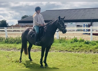 Connemara, Mare, 4 years, 14,1 hh, Gray