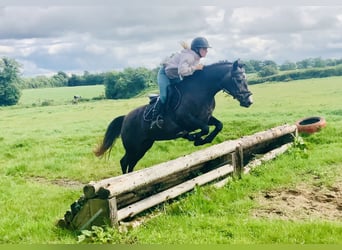 Connemara, Mare, 4 years, 14,1 hh, Gray