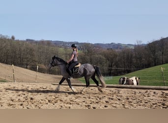 Connemara Mix, Mare, 4 years, 14,1 hh, Grey-Blue-Tan
