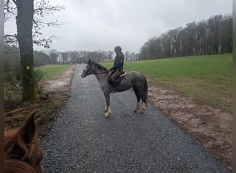 Connemara Mix, Mare, 4 years, 14,1 hh, Grey-Blue-Tan