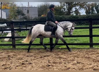 Connemara, Mare, 4 years, 14,1 hh, Grey-Dapple