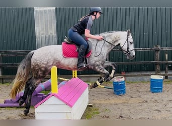 Connemara, Mare, 4 years, 14,1 hh, Grey-Dapple