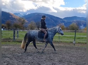 Connemara, Mare, 4 years, 14,1 hh, Grey