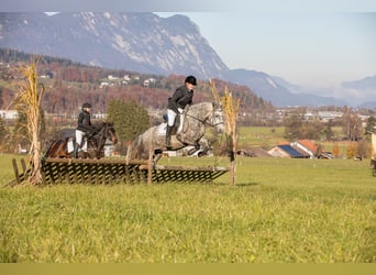 Connemara, Mare, 4 years, 14,1 hh, Grey