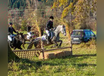Connemara, Mare, 4 years, 14,1 hh, Grey