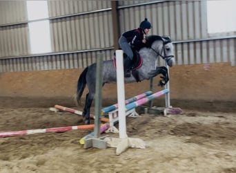 Connemara, Mare, 4 years, 14,1 hh, Grey