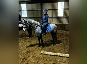 Connemara, Mare, 4 years, 14,1 hh, Grey