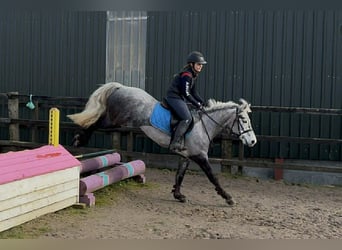 Connemara, Mare, 4 years, 14,1 hh, Grey