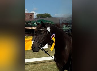 Connemara, Mare, 4 years, 14,1 hh, Smoky-Black