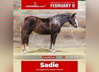 Connemara, Mare, 4 years, 14,2 hh, Chestnut