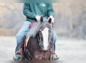 Connemara, Mare, 4 years, 14,2 hh, Chestnut
