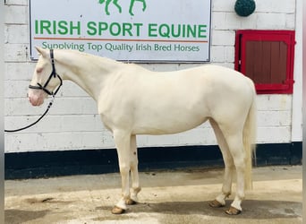 Connemara, Mare, 4 years, 14,2 hh, Cremello