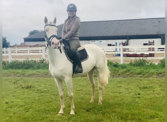 Connemara, Mare, 4 years, 14,2 hh, Cremello