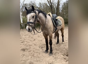 Connemara, Mare, 4 years, 14,2 hh, Dun