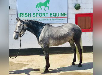 Connemara, Mare, 4 years, 14,2 hh, Gray