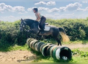 Connemara, Mare, 4 years, 14,2 hh, Gray