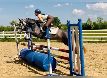 Connemara, Mare, 4 years, 14,2 hh, Gray