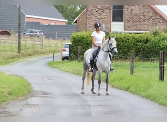 Connemara, Mare, 4 years, 14,2 hh, Grey-Blue-Tan