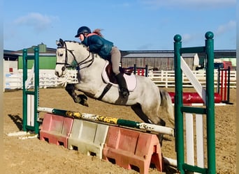 Connemara, Mare, 4 years, 14,2 hh, Grey