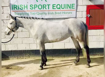 Connemara, Mare, 4 years, 14,2 hh, Grey