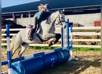 Connemara, Mare, 4 years, 14,2 hh, Grey